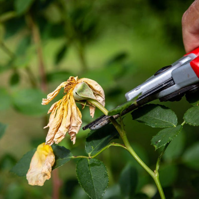 A Guide to Deadheading Flowers